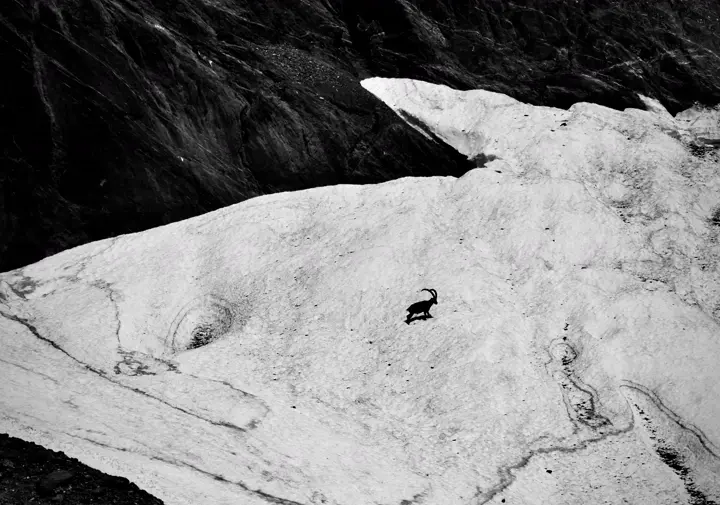 7. Bouquetin des Alpes