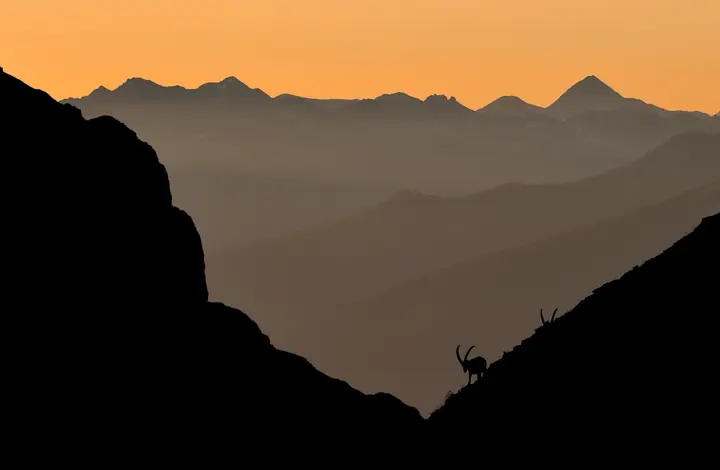 9. Bouquetin des Alpes