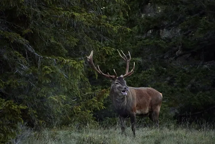 2. Cerf élaphe