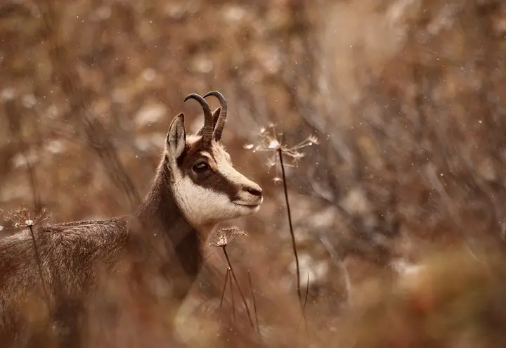 3. Chamois