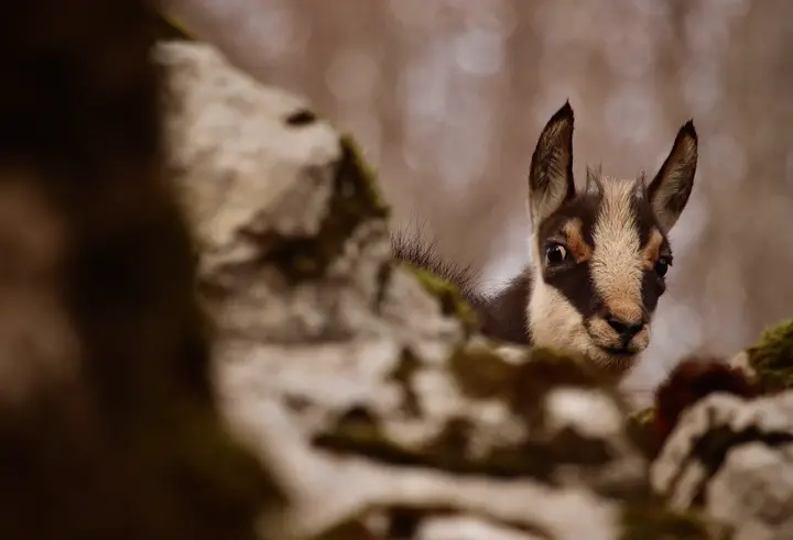 4. Chamois
