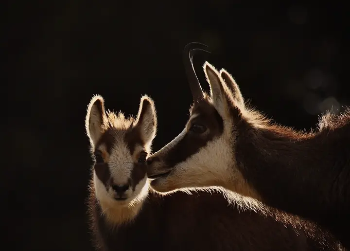 5. Chamois