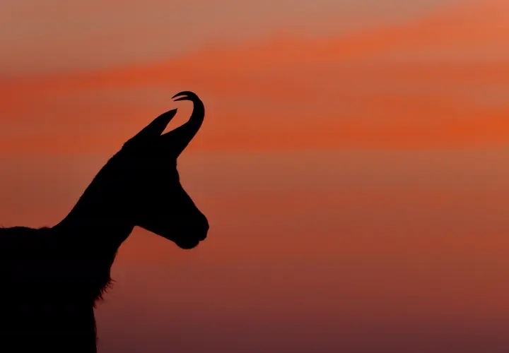 6. Chamois
