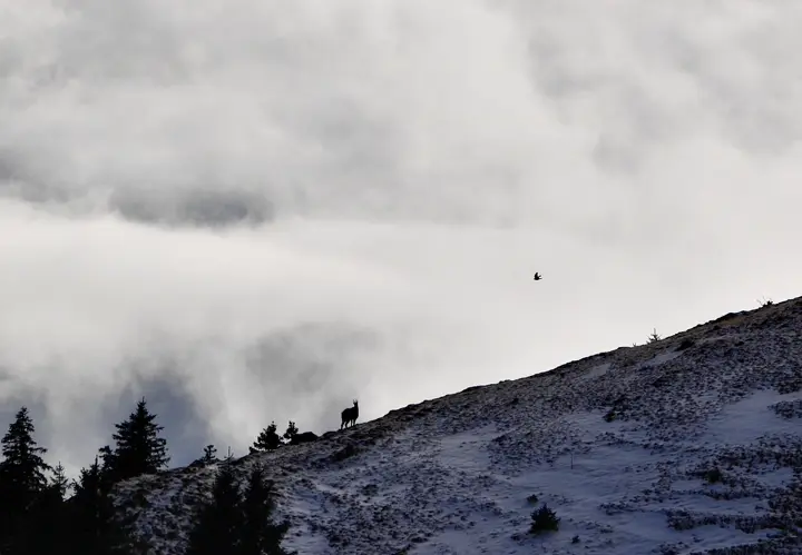 7. Chamois