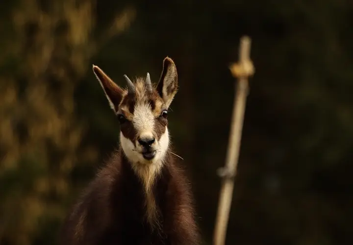 8. Chamois