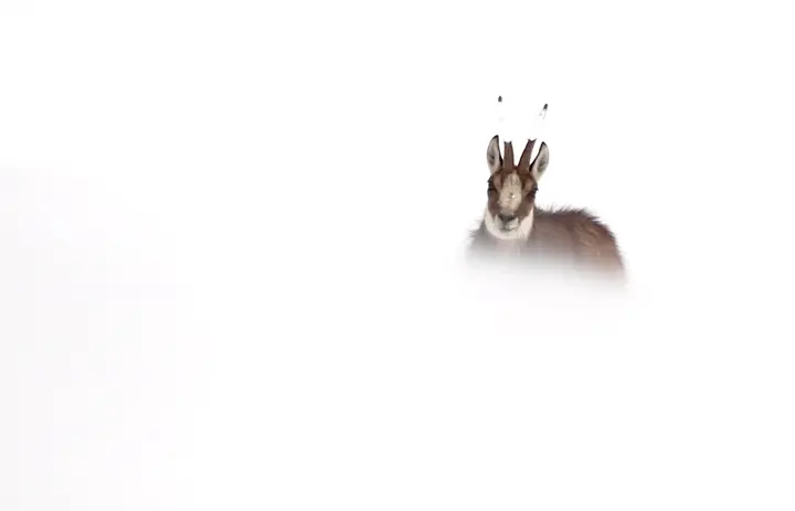 9. Chamois