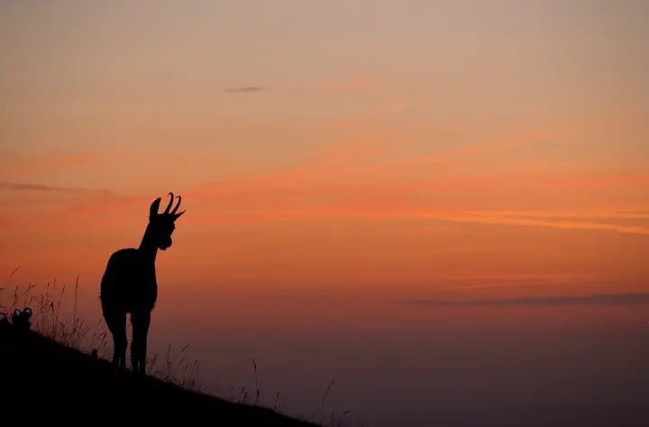 12. Chamois