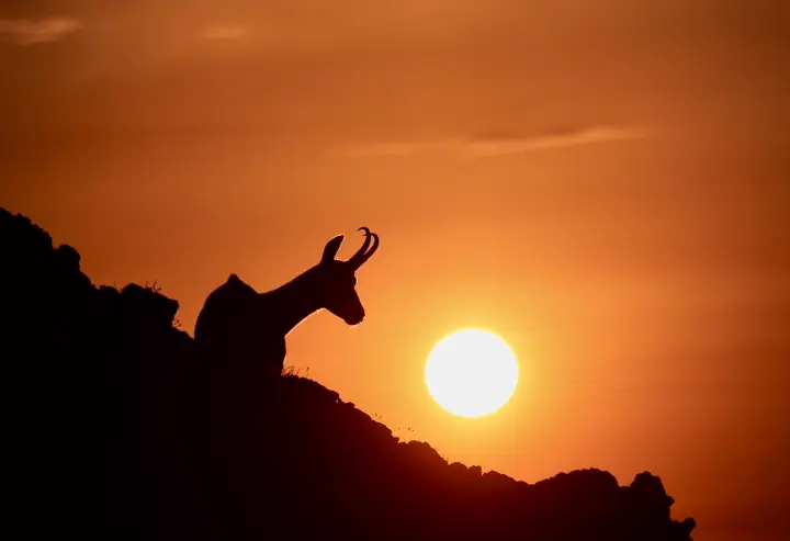 13. Chamois