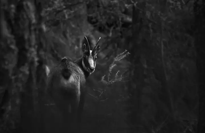 1. Chamois