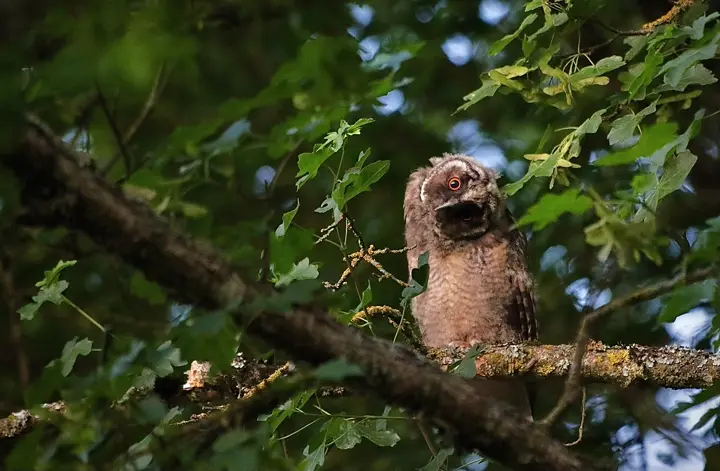 5. Hibou moyen duc junévile